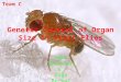 Amir Blocker & Olga Bernal Genetic Control of Organ Size in Fruit Flies Team C