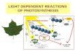 LIGHT DEPENDENT REACTIONS OF PHOTOSYNTHESIS. (1) As light falls upon the pigments of the chloroplast, energy causes the electrons in photosystem II (p680)