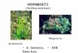 HORNWORTS (Anthocerotae) ~ 6 Genera, ~ 350 Species Anthoceros Megaceros