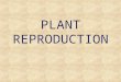 PLANT REPRODUCTION What Are the Basic Features of Plant Life Cycles? How Is Reproduction in Seed Plants Adapted to Drier Environments? What is the Function