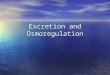 Excretion and Osmoregulation. Outline Introduction Introduction Comparative physiology of osmotic regulation Comparative physiology of osmotic regulation