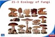 End Show Slide 1 of 23 Copyright Pearson Prentice Hall 21-3 Ecology of Fungi