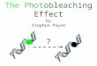 The Photobleaching Effect by Stephen Payne ?. SYBR Green Binds to double-stranded DNA and fluoresces Does not bind to single-stranded DNA