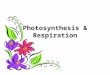 Photosynthesis & Respiration WHAT DO PLANTS NEED FOR PHOTOSYNTHESIS?