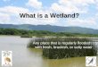 What is a Wetland? Any place that is regularly flooded with fresh, brackish, or salty water