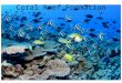 By Kurose Coral Reef Formation. Coral reefs are called the forest of the sea. Why are coral reefs and forests so important? Fish, invertebrates (animals