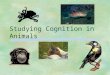 Studying Cognition in Animals. Cognition §Cognition: study of the internal states and processes that produce behavior. §Consciousness: something else