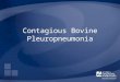 Contagious Bovine Pleuropneumonia. Overview Organism Economic Impact Epidemiology Transmission Clinical Signs Diagnosis and Treatment Prevention and Control