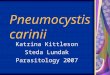 Pneumocystis carinii Katrina Kittleson Steda Lundak Parasitology 2007