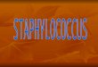  Staphylococci are gram positive cocci, Staphylococci are gram positive cocci, Occur in grape like clusters, Occur in grape like clusters, In Greek;