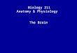 Biology 211 Anatomy & Physiology I The Brain