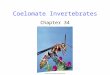 Coelomate Invertebrates Chapter 34. 2 Introduction Coelomates have a body design that: 1. Repositions the body’s fluid 2. Allows complex tissues/organs