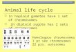 Animal life cycle  1n haploid gametes have 1 set of chromosomes  2n diploid zygote has 2 sets of chromosomes Homologous chromosomes 1 pr sex chromosomes
