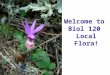 Welcome to Biol 120 Local Flora!. Syllabus info: Instructor: Dr. Vic Landrum Research area: Succulent plant evolution, systematics, and anatomy. Office