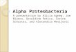 Alpha Proteobacteria A presentation by Alicia Agnew, Joe Bianco, Geraldine Petica, Corine Schuster, and Alexandria Metijevic