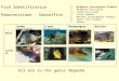 Fish Identification 1.Midwater invertebrate feeders 2.Midwater Piscivores 3.Large Piscivores 4.Coral Feeders 5.Benthic invertebrate feeders 6.Small fish
