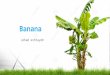 Banana Jehad eshtayeh 1. Scientific classification Kingdom:Plantae (unranked):Angiosperms (unranked):Monocots (unranked):Commelinids Order:Zingiberales