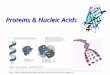 Proteins & Nucleic Acids Images taken without permission from  20Structure/Levels%20of%20Protein%20Structure.JPG,
