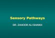 1 Sensory Pathways DR. ZAHOOR ALI SHAIKH. Before we talk about sensory pathways we will trace the course of sensory impulse from receptors to the spinal