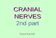 CRANIAL NERVES CRANIAL NERVES 2nd part David Kachlík