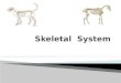  Types of bones  Cortical bone  Cancellous bone  Bone classification  long bones  short bones  flat bones  pneumatic bones  irregular bones sesamoid