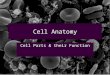 Cell Anatomy Cell Parts & their Function. What is a Cell? A cell is the smallest unit that is capable of performing life functions. It is the basic unit