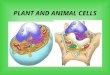 PLANT AND ANIMAL CELLS. Cell Theory: All organisms are made up of one or more cells. The cell is the basic unit of organization of all organisms. All