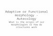 Adaptive or Functional morphology - Autecology What is the origin of our morphologies or how do structures work