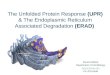 The Unfolded Protein Response (UPR) & The Endoplasmic Reticulum Associated Degradation (ERAD) Zsuzsa Bebok Department of Cell Biology bebok@uab.edu Ph: