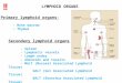 Primary lymphoid organs : - Bone marrow - Thymus Secondary lymphoid organs: - Spleen - Lymphatic vessels - Lymph nodes - Adenoids and tonsils - MALT (Mucosal