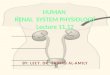 HUMAN RENAL SYSTEM PHYSIOLOGY Lecture 11,12 BY: LECT. DR. ZAINAB AL-AMILY