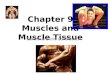 Chapter 9 Muscles and Muscle Tissue Sarcomere and Contraction