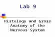Lab 9 Histology and Gross Anatomy of the Nervous System