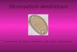 Dicrocoelium dendriticum Presented by Kayla Schaefer and Julie Sobolewski