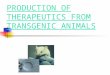PRODUCTION OF THERAPEUTICS FROM TRANSGENIC ANIMALS