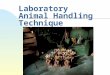 Laboratory Animal Handling Technique. n Escape easily n Very likely to bite