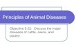 Principles of Animal Diseases Objective 5.02: Discuss the major diseases of cattle, swine, and poultry