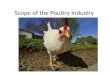 Scope of the Poultry Industry. Just How Big is Poultry in GA?