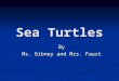 Sea Turtles By Ms. Gibney and Mrs. Faust. Habitat Tropical and subtropical seas throughout the world