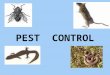 PEST CONTROL. Pest Control: - No matter how clean one keeps one’s surroundings you cannot avoid the “uninvited guests” – The Pests. The Hospital (or)