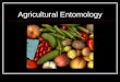 Agricultural Entomology. What is Agriculture? The cultivation of plants/animals for Human Use Includes plants used for : Food (Fruits, vegetables, grains