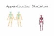Appendicular Skeleton. 126 bones – suspended by girdles from axial skeleton Designed for movement Pectoral girdle – 4 bones Upper extremity -Arm – 1 bone