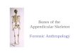 Bones of the Appendicular Skeleton Forensic Anthropology