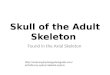 Skull of the Adult Skeleton Found in the Axial Skeleton  vities-by-system/skeletal-system