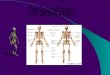 The skeleton, composed of bones, cartilages, joints, and ligaments, accounts for about 20% of body mass. There are 206 bones in the human body