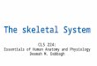 The skeletal System CLS 224: Essentials of Human Anatomy and Physiology Deemah M. Dabbagh
