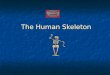 The Human Skeleton The Skeletal System Slide 5.1  Parts of the skeletal system  Bones (skeleton)  Joints  Cartilages  Ligaments (bone to bone)(tendon=bone