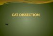 THE ETHICS OF USING CATS FOR MEDICAL SCIENCE DISSECTIONS The question of the ethics of using cats for medical science dissection and learning can and