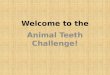 Welcome to the Animal Teeth Challenge!. Draw this table in your IC Notebook:
