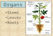 Organs Stems Leaves Roots. Variation in Leaves Number of leaflets Venation Pattern of attachment on stem